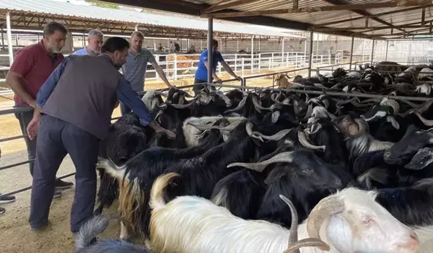 Elazığ'da Hayvan Borsası Kapatıldı