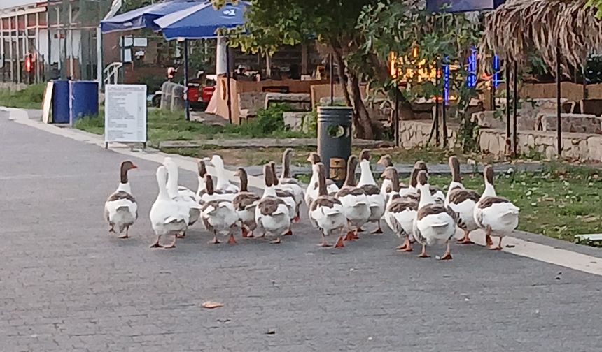 Kazlar Adli Kontrolle Serbest!