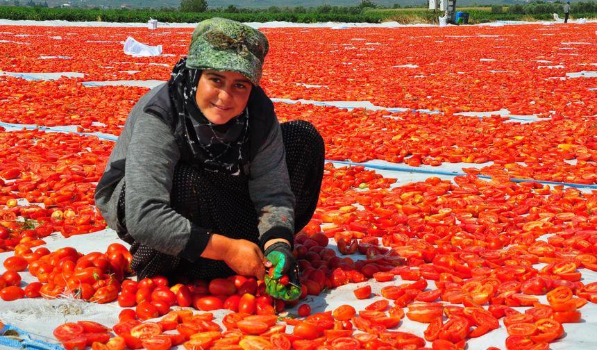 Domatesler, 34 ülkeye ihraç ediliyor