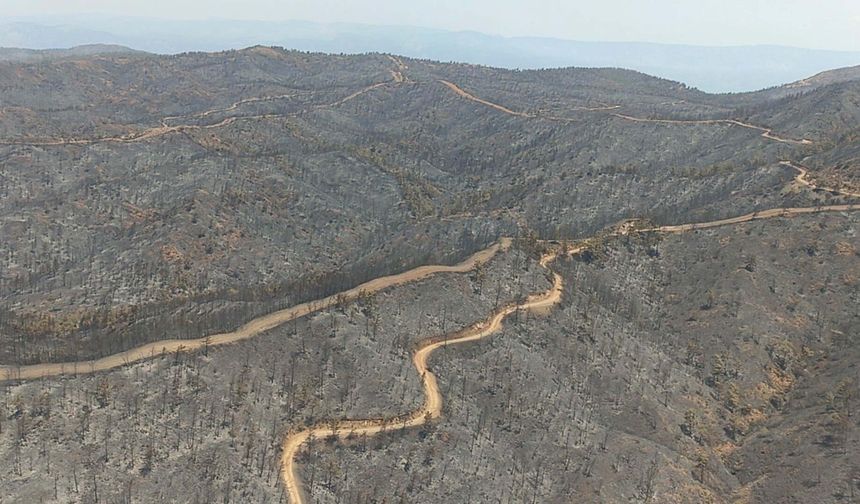 Marmaris'te yanan ormanlar tekrar yeşertiliyor