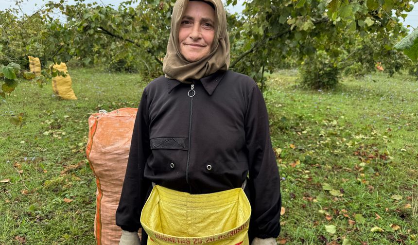 Ordu'da yeşil altın hasadı başladı