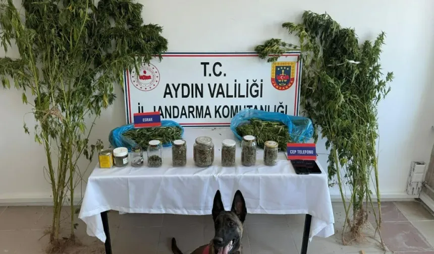 Aydın'da uyuşturucu operasyonu