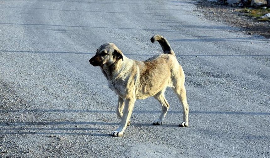 İstanbul'da Sahipsiz Köpekler Toplatıldı!