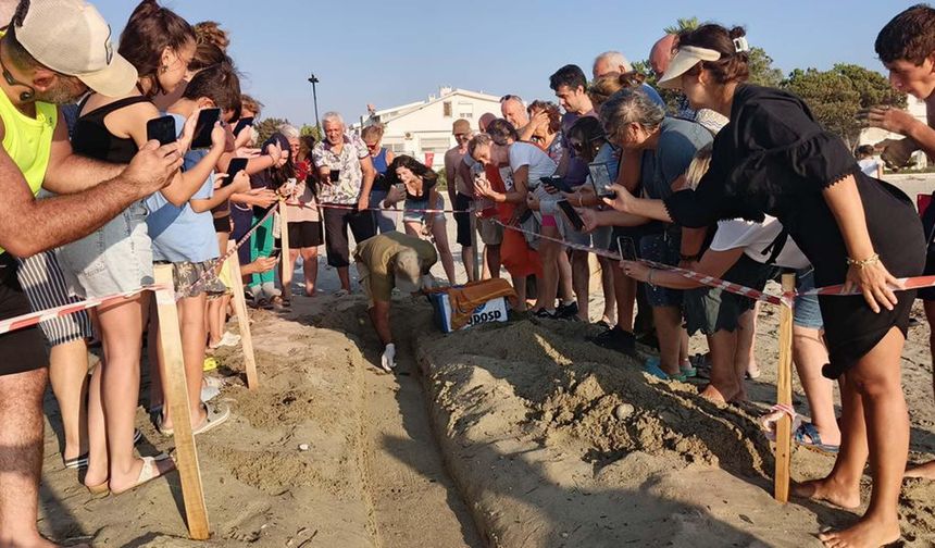 469 caretta caretta yavrusu, denizle buluştu