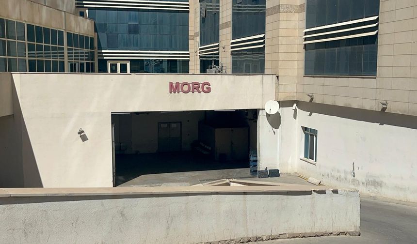 Ceviz toplarken ağaçtan düştü