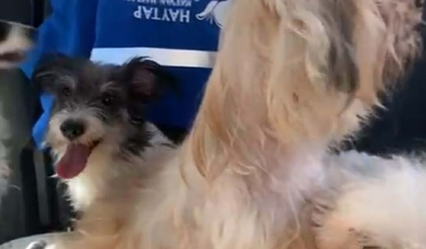 Evde tutulan 20 köpek kurtarıldı!