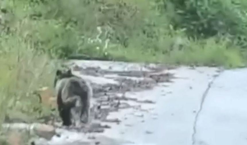 Köye inen ayı kamerada