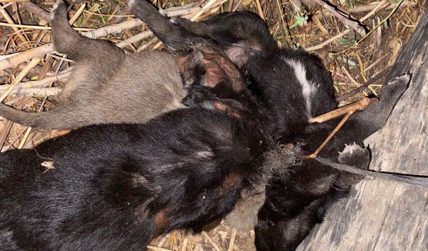 Tokat’ta Vahşet: 3 Yavru Köpek Boğulmuş Halde Bulundu