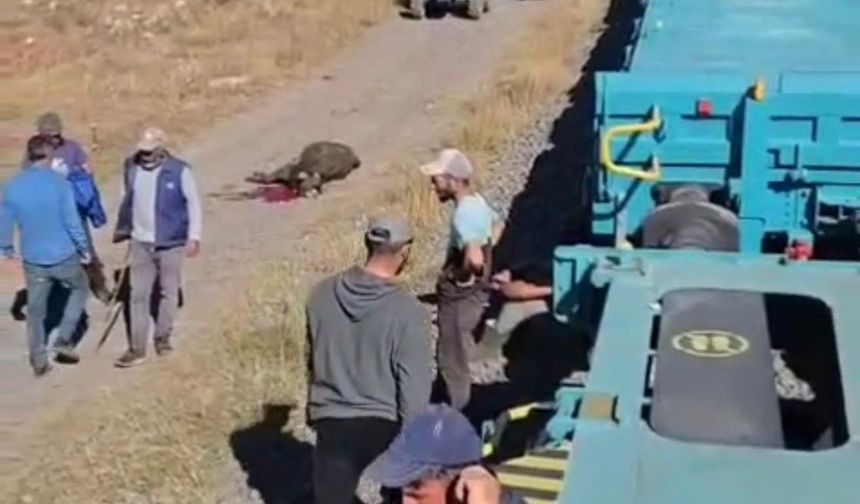 Yük treni büyükbaş sürüsüne çarptı!