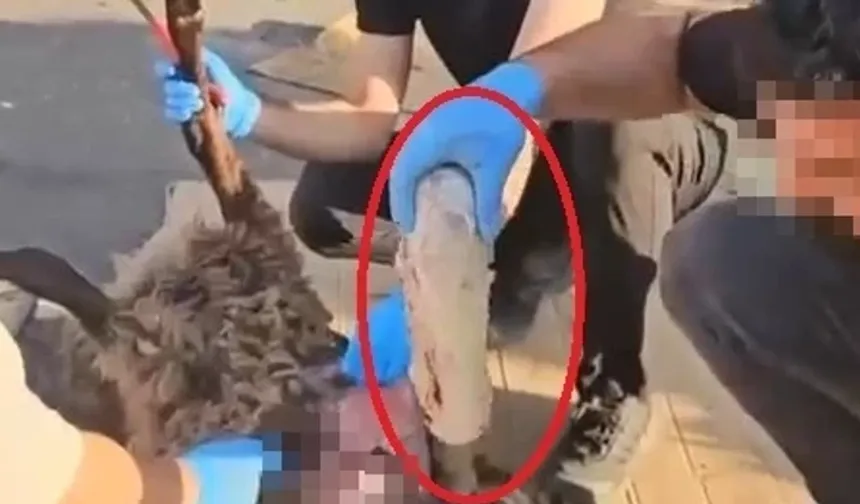 Ölü koyunun karnında uyuşturucu taşıdılar