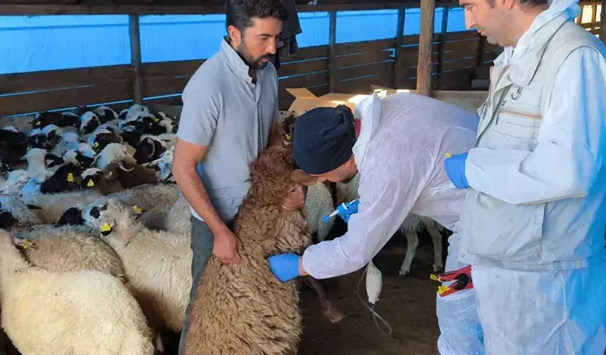 Küçükbaş, hayvanlar hastalıklara karşı aşılanıyor