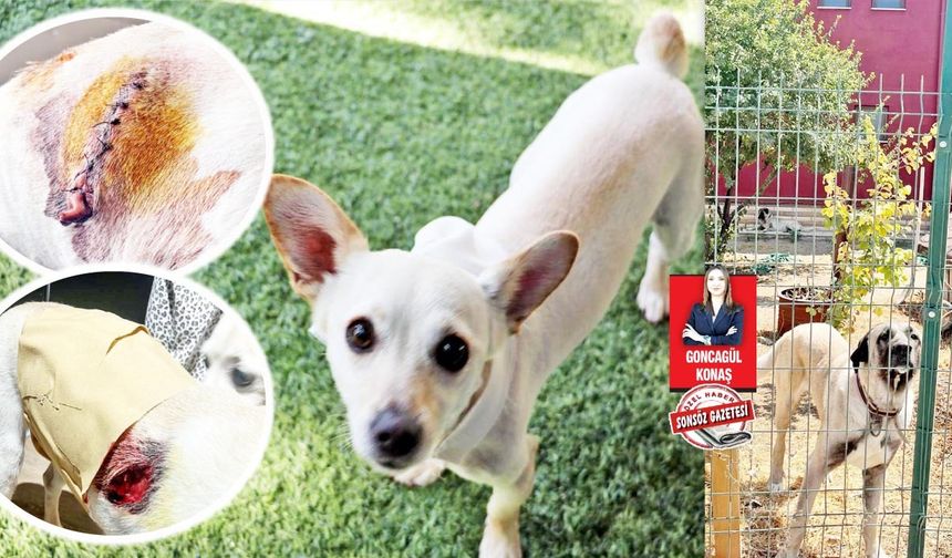 Gölbaşı’nda Dehşet: Sahipli kangal köpekleri sokakta saldırdı