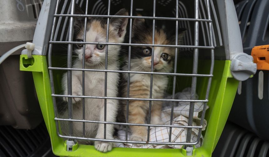 AB’den evcil hayvanlara  karar: Bagaj sayılacaklar!