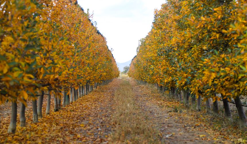 Elma bahçeleri sonbaharın renklerine büründü
