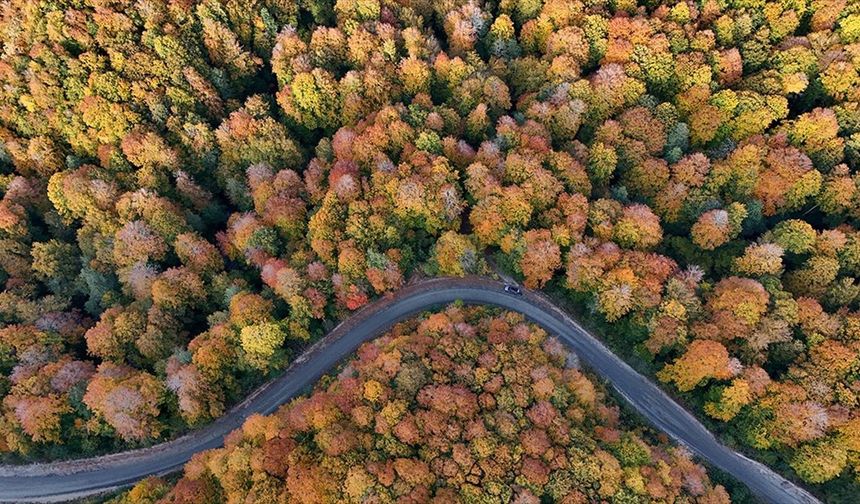 Kırklareli'nin ormanları sonbaharın renklerine büründü