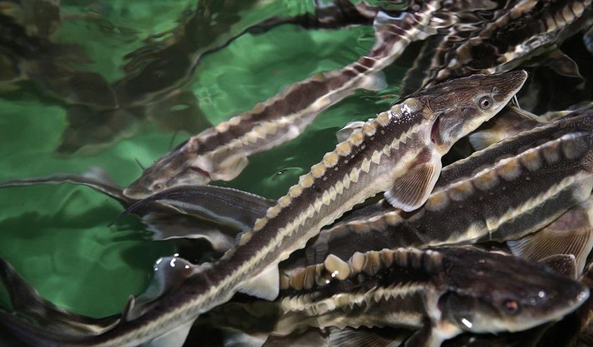 Nesli Tehlikedeki Mersin Balığına Üniversiteden Yaşam Desteği