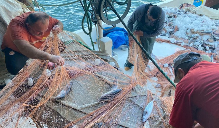 Türkeli Limanı Palamutla Taştı