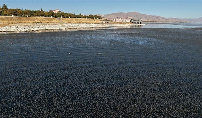 Van Gölü'nde yosun tabakası oluştu!