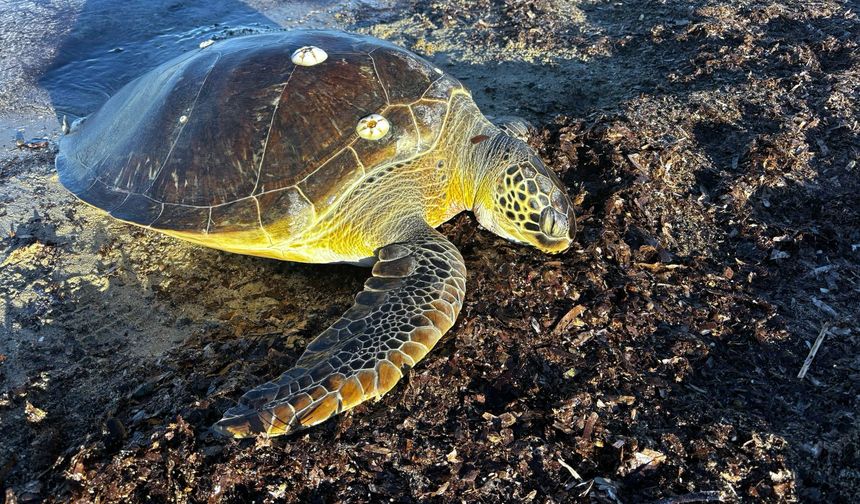50 kiloluk caretta kıyıda ölü bulundu