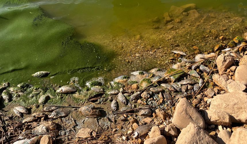 Botan Çayı'nda toplu balık ölümleri