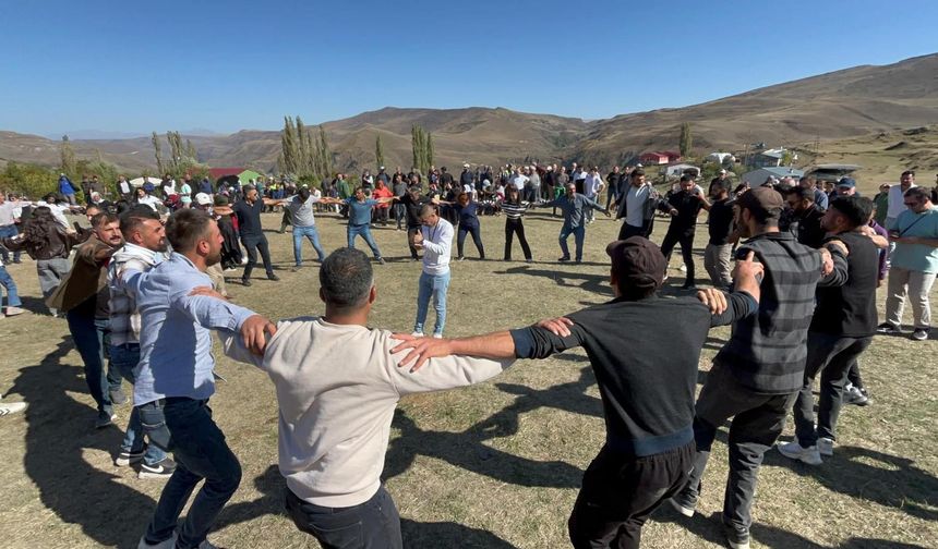 Cancur eriğinde hasat, festival ile başladı