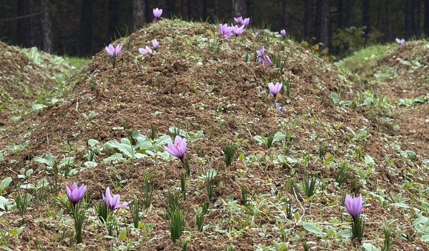 Dünyanın en pahalı baharatının hasadı başladı!
