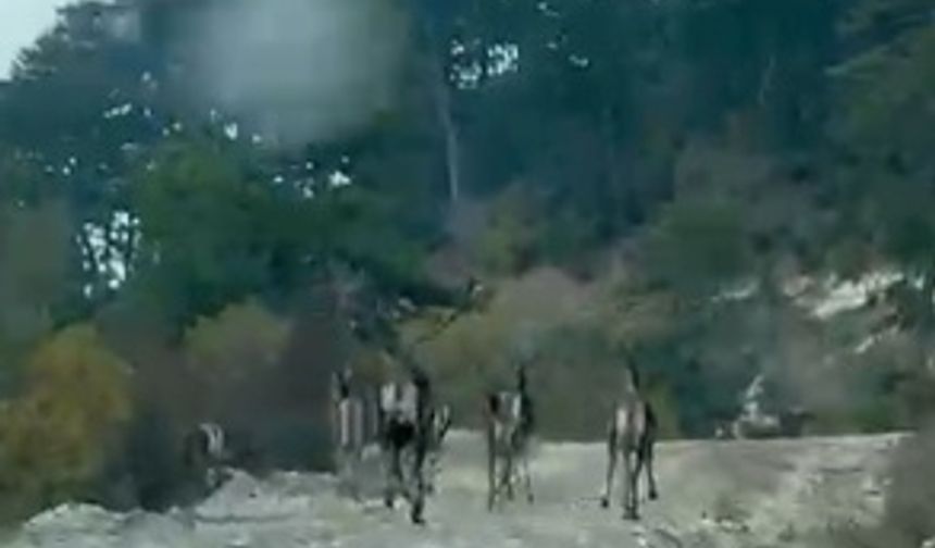 Geyik sürüsü yollarda!