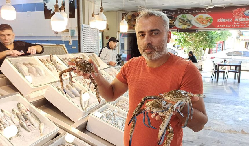 İskenderun Körfezi'nde jumbo karides bolluğu yaşanıyor