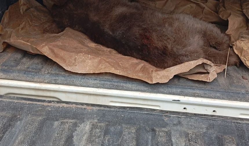 Karabük’te ağaçta mahsur kalan yavru ayı kurtarıldı