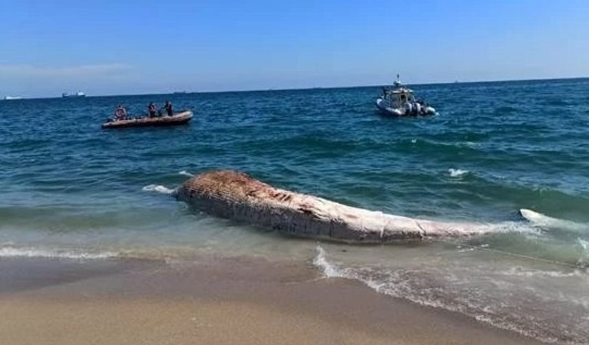 Mersin’de 16 Metrelik Fin Balinasının İskeleti Sergilenmek Üzere Çıkarılıyor
