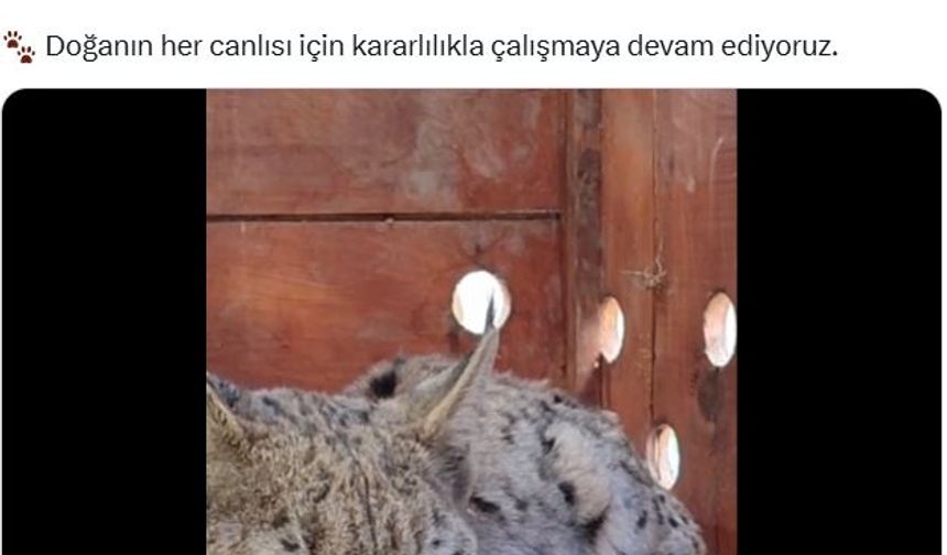 Su kanalına düşen vaşak kurtarıldı!