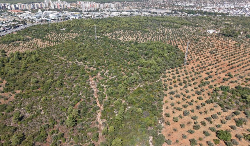 Zeytinde yüzde 30 kayıp