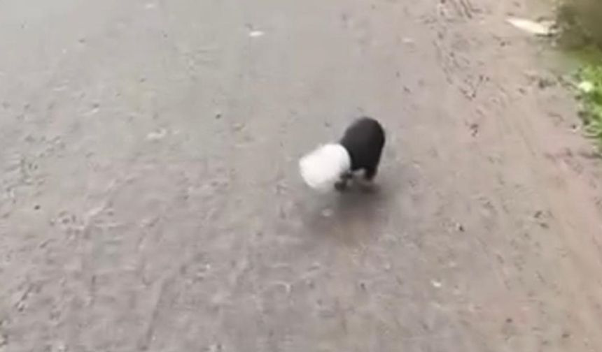 Yavru köpeği kurtardı