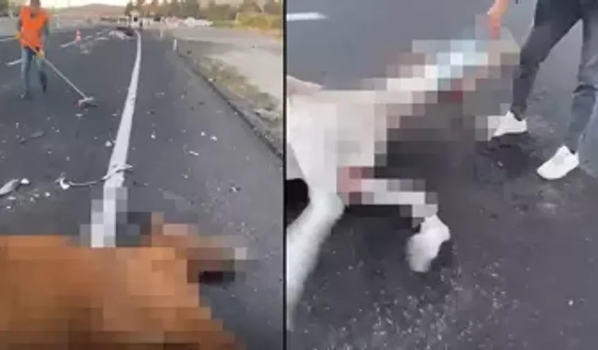 Ürgüp’te Otomobilin Çarptığı 2 At Öldü