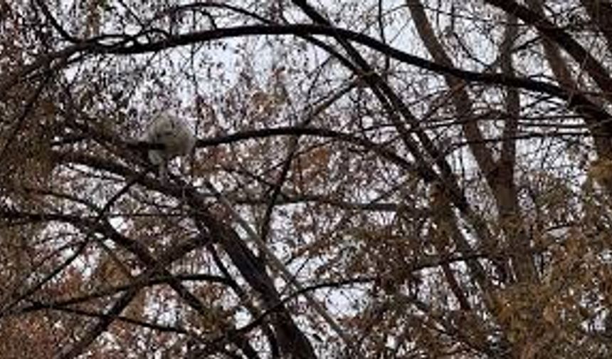 Ağaca çıkan kedi kurtarıldı