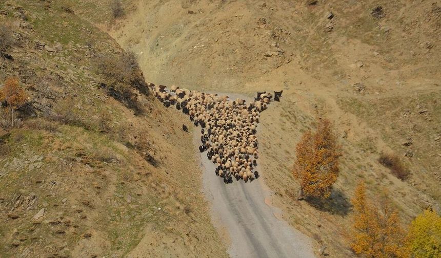 Muş'ta besicilerin sıcak bölgelere yolculuğu başladı