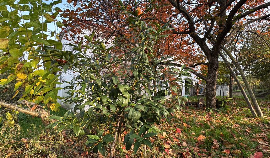 86 yaşında, 54 farklı organik meyve yetiştiriyor
