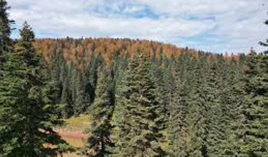 Bartın ve Karabük yaylalarında sonbahar bir başka!