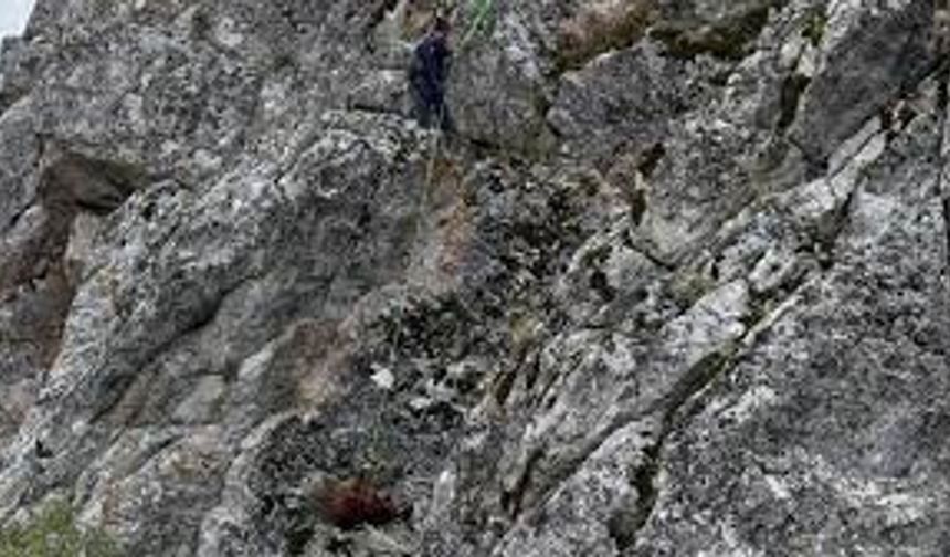 Dağda mahsur kalan keçiler kurtarıldı