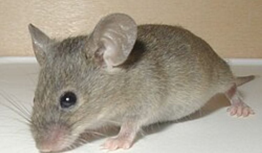 RÜYADA FARE GÖRMEK NE ANLAMA GELİR ?