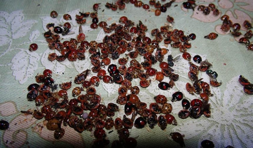 ABD’yi İstila Eden ‘Tehlikeli Uğur Böceği’: Isırıyor, Saldırıyor, Yamyamlaşıyor