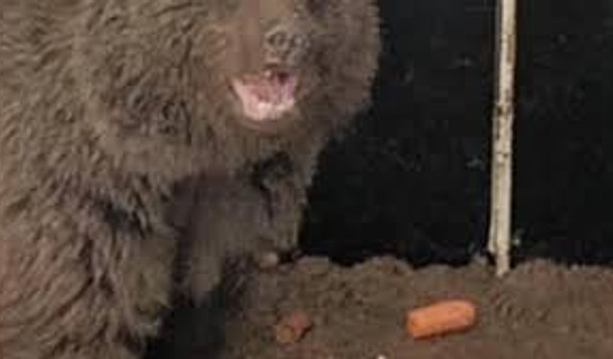 Yavru ayıya özel bakım yapıldı