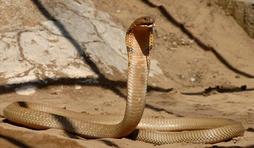 Rüyada Yılan Görmek Ne Anlama Gelir?