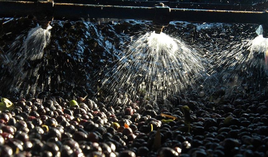 Zeytin sıkımında kullanılan su, 'altın su' olarak dönecek