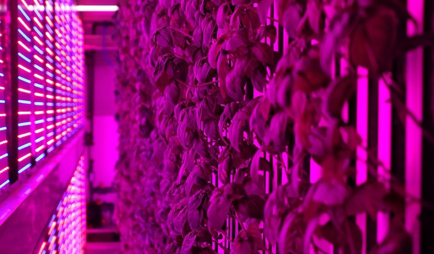 7 bin metrekareye eş değer dikey tarım laboratuvarı kuruldu