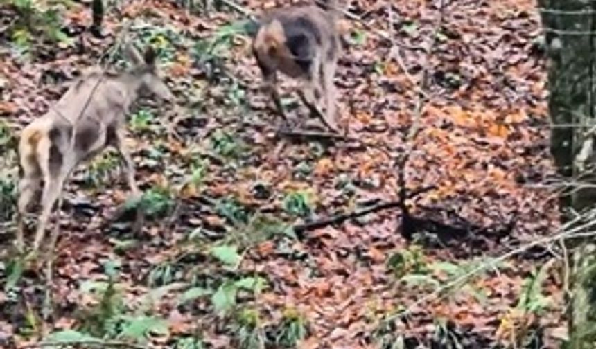 Ormanda gezinen geyikler kamerada