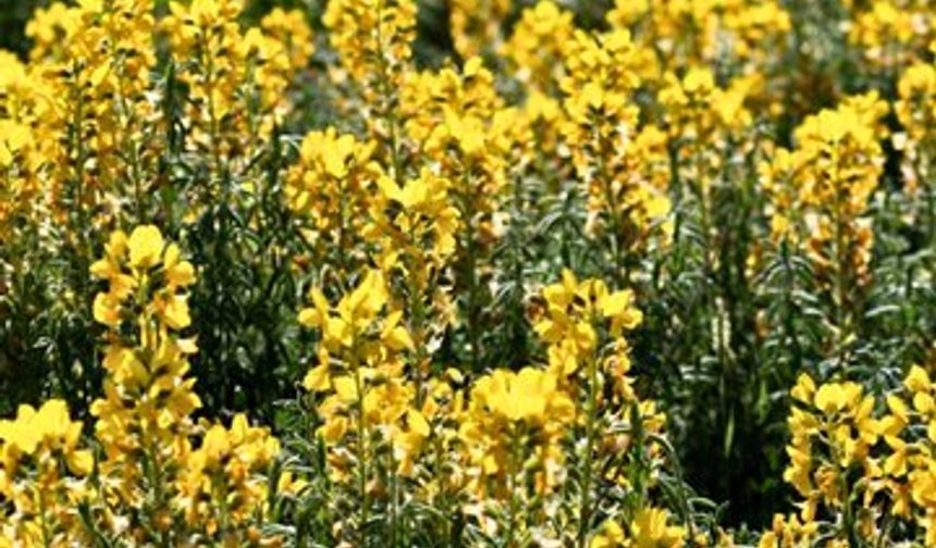 Türkiye’ye Özgü Nadir Bitki: Piyan-Eber Sarısı