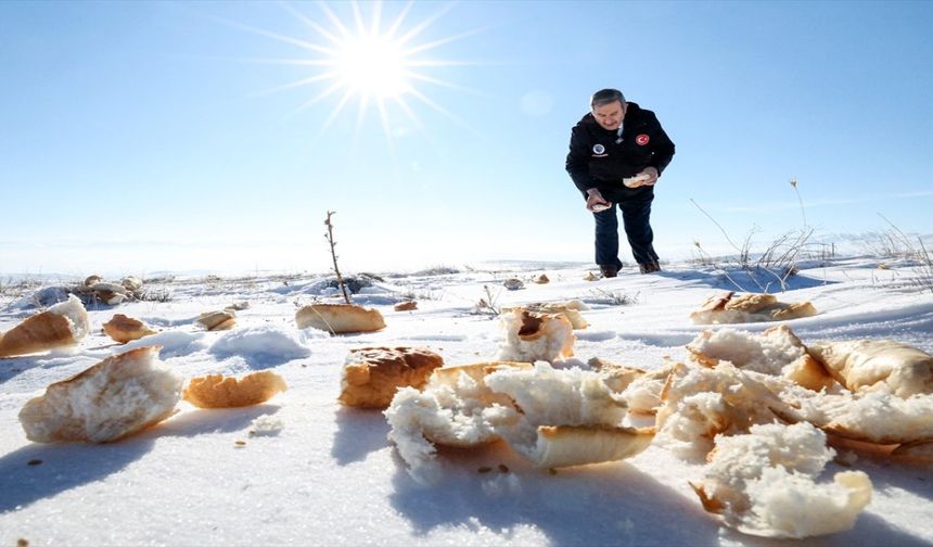 Adıyaman’da Yaban Hayvanları Unutulmadı: Doğaya Yem Bırakıldı