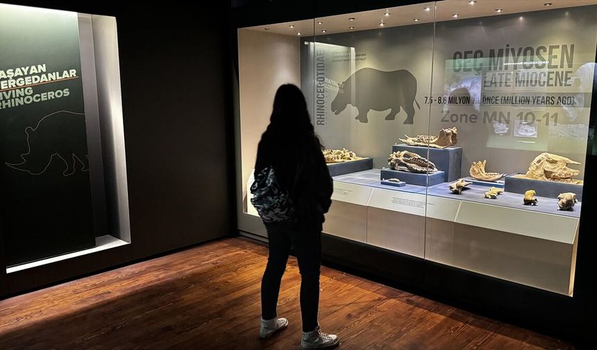 Çankırı Müzesi’nde 10 milyon yıllık hayat: Kılıç dişli kaplan ilgi odağı