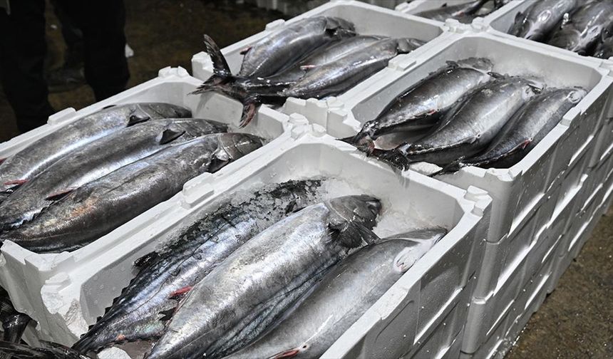 Marmara Denizi'nde Torik Akını!